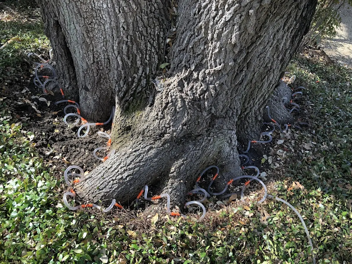 Detailed Tree Cabling and Bracing job site in Mason City