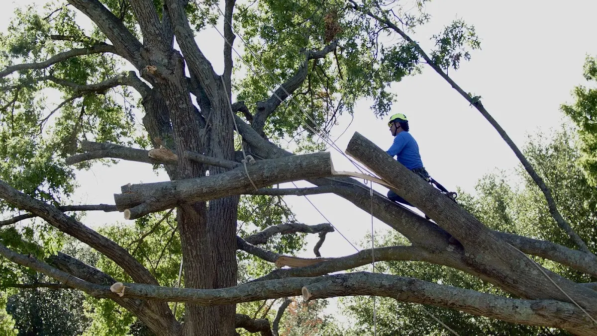 Professional Crown Thinning performed by certified arborists in Mason City